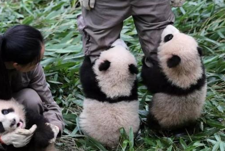 为何熊猫咬人后会"绝食"?难道是愧疚?饲养员的回答让人"哭笑不得"