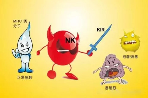 人体内的"宝剑"——nk细胞