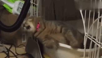 但是癫痫可与弱智绝不一样,这是一种对于猫咪们来说会致命的疾病!