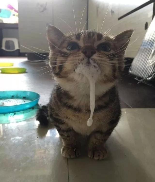 我以为我家猫只是蠢,没想到它真的是弱智