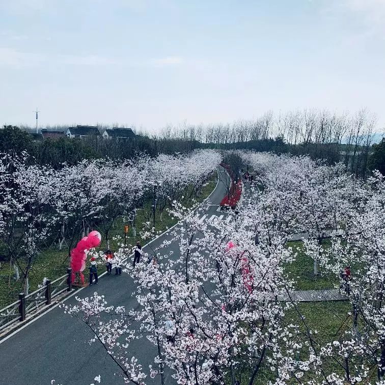 太湖园博园,苏州,太湖,樱花,银杏,樱花大道