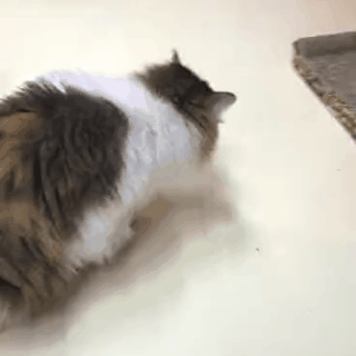 猫咪眼屎变多,咳嗽流鼻涕?别忽视了