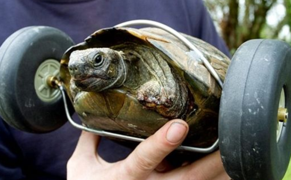 世界上最惨的乌龟,九十岁高龄却被老鼠吃掉两个前肢,如今跑的比兔子都