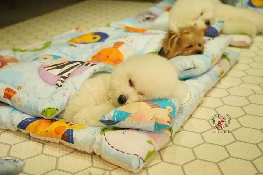 狗狗们在集体睡觉,这画面也太可爱了吧!