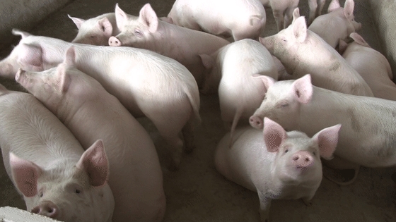 吃刨锅汤 建猪圈 筠连农民快过年了