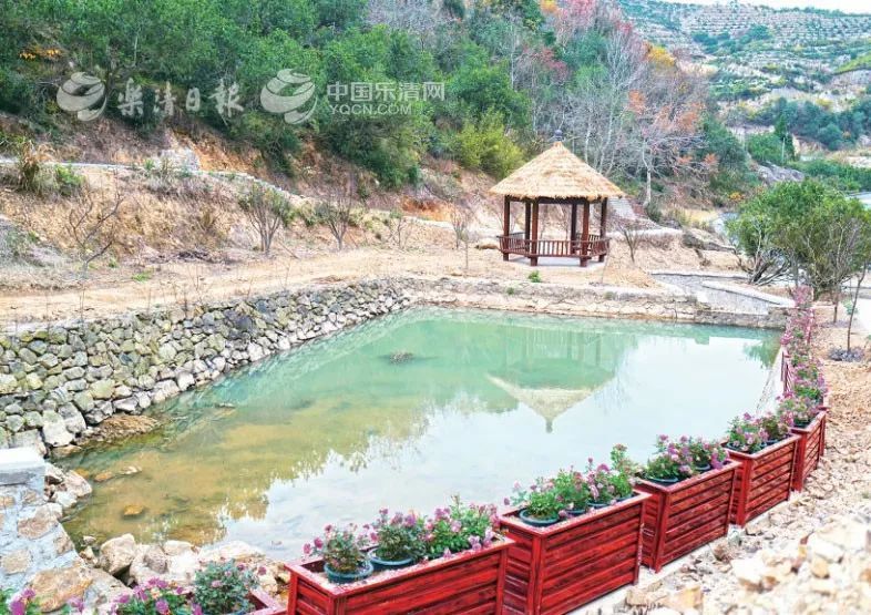 清江镇,乐清市,北塘村,李花