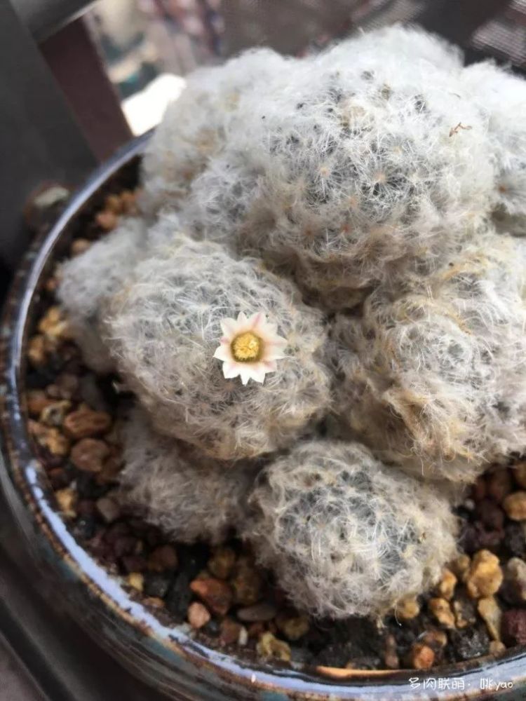 这是一个手机拍不出仙气儿的舞法天女(叶片颜色像蒙了一层薄纱的紫色