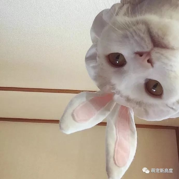 猫咪图片大全可爱头像