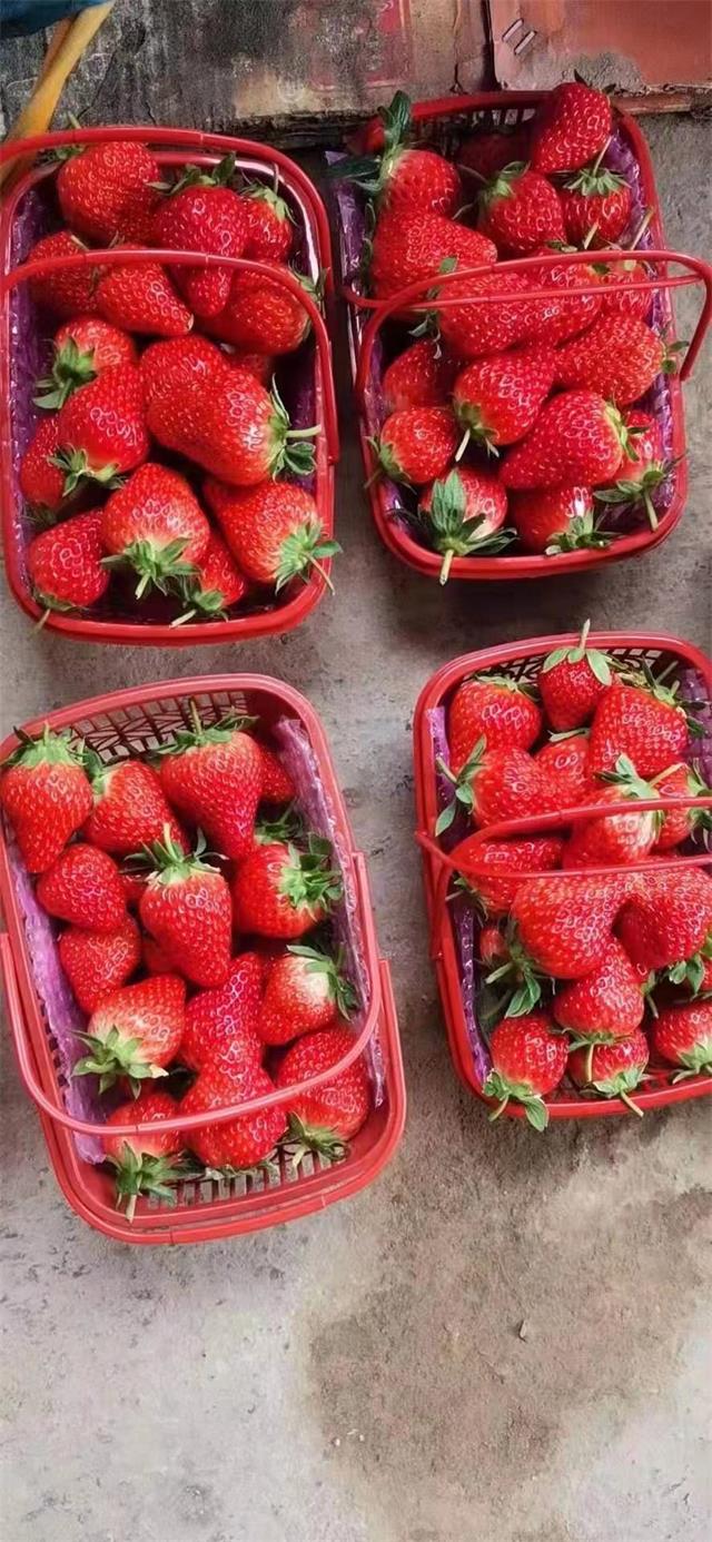 草莓熟了,让孩子体验劳动丰收的喜悦,山西炬成奶油草莓采摘园