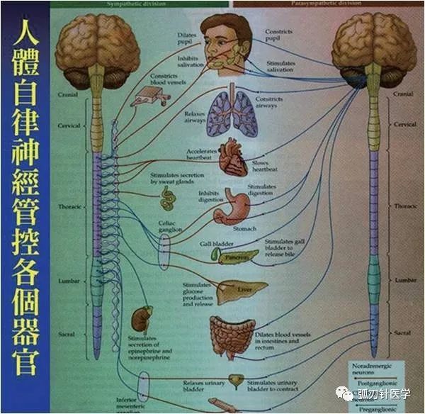 交感神经与副交感神经分布图