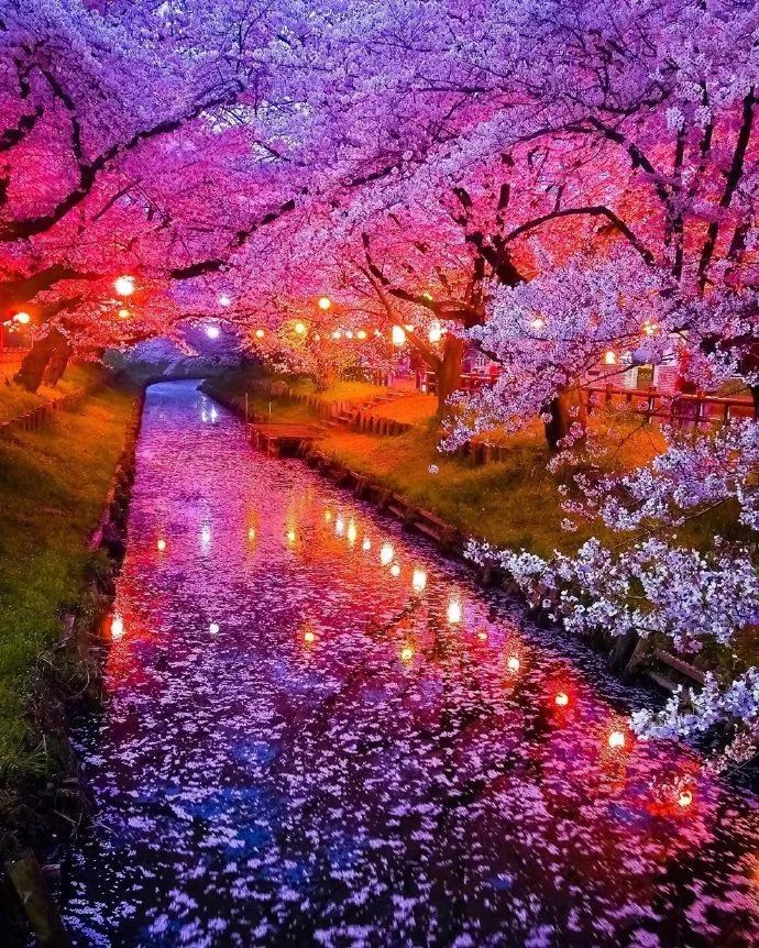 日本的樱花 置身其间仿佛梦境