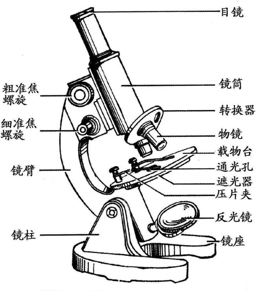 3, 显微镜成像时光的的途径: 光线反光镜遮光器通光孔标本(薄而透明)