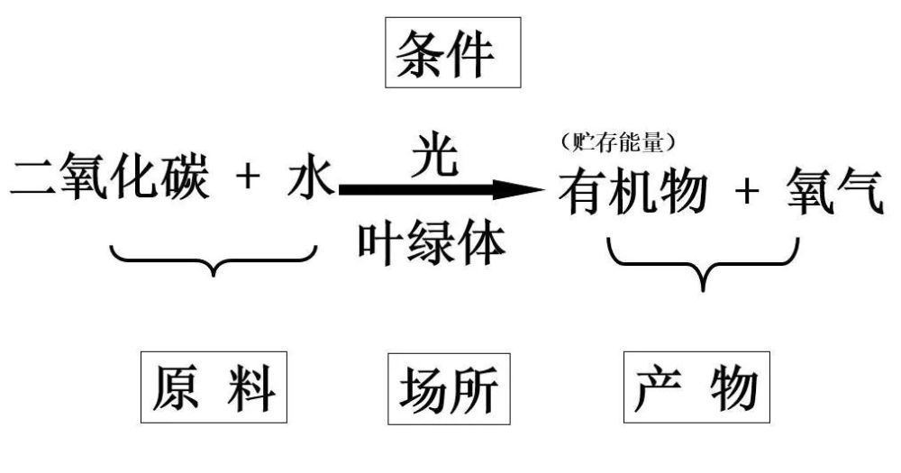 3, 光合作用表达式:原料二氧化碳水条件光场所叶绿体  产物有机物和