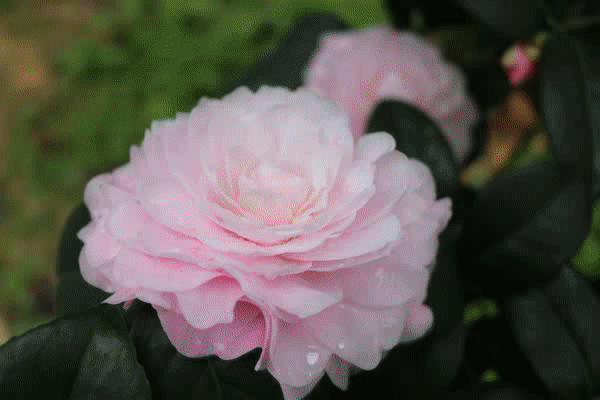 【茶花旗舰】优惠券_十大品牌排行榜_哪个牌子好_元珍