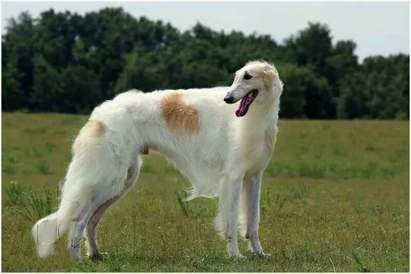 8.苏俄牧羊犬(borzoi)