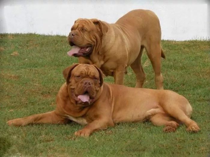 10.英国马士提夫犬(british  mastiff)