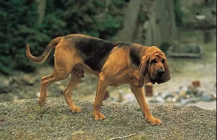 20.寻血猎犬(blood hound)