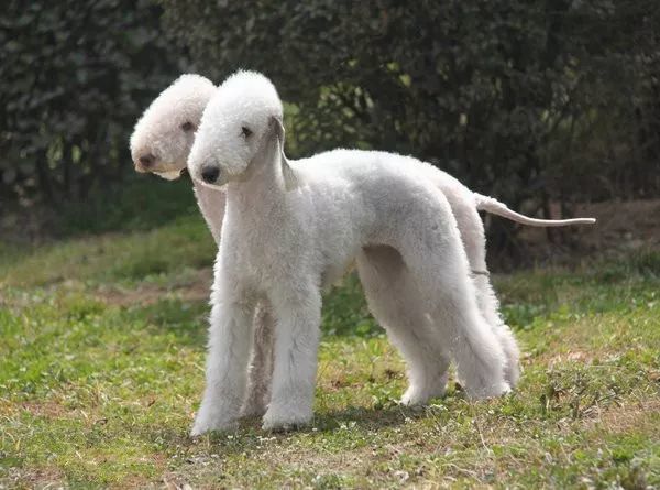 24.贝林登梗犬(bedlington terrier)