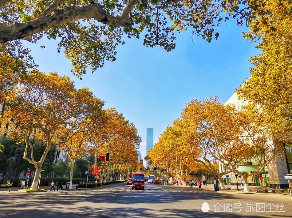 古都南京满大街的梧桐树是一大特色,可惜90年代遭遇了