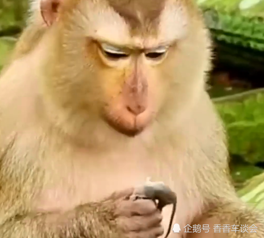 大马猴子开始吃老鼠,每年捕鼠3000多只,能为果园挽回百万损失