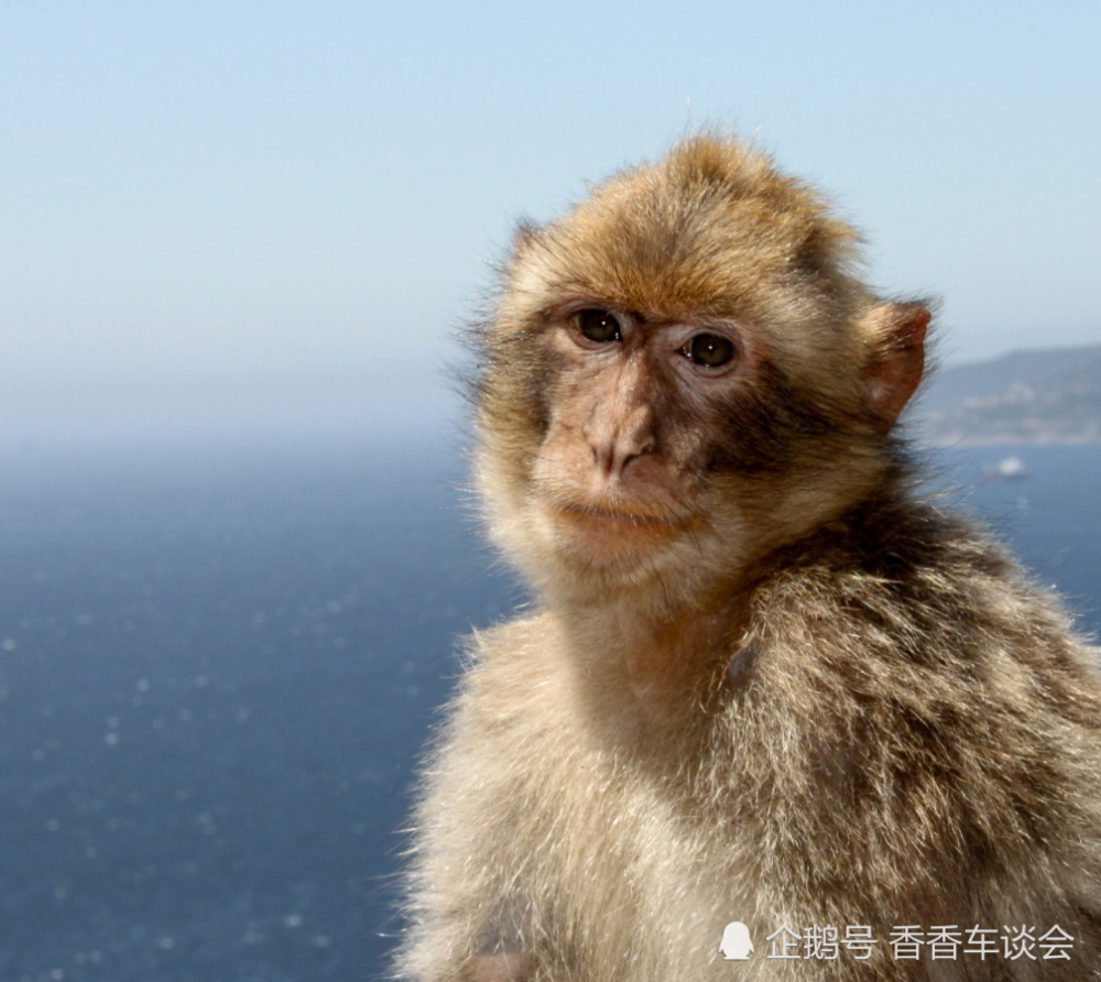 大马猴子开始吃老鼠,每年捕鼠3000多只,能为果园挽回百万损失