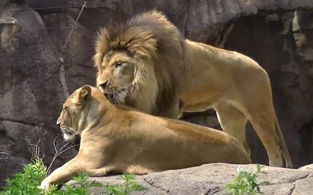 动物也秀恩爱,母狮子坐"老公"身上撒娇,雄狮的反应太真实了!