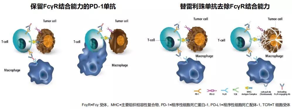 替雷利珠单抗获批用于复发/难治性经典霍奇金淋巴瘤