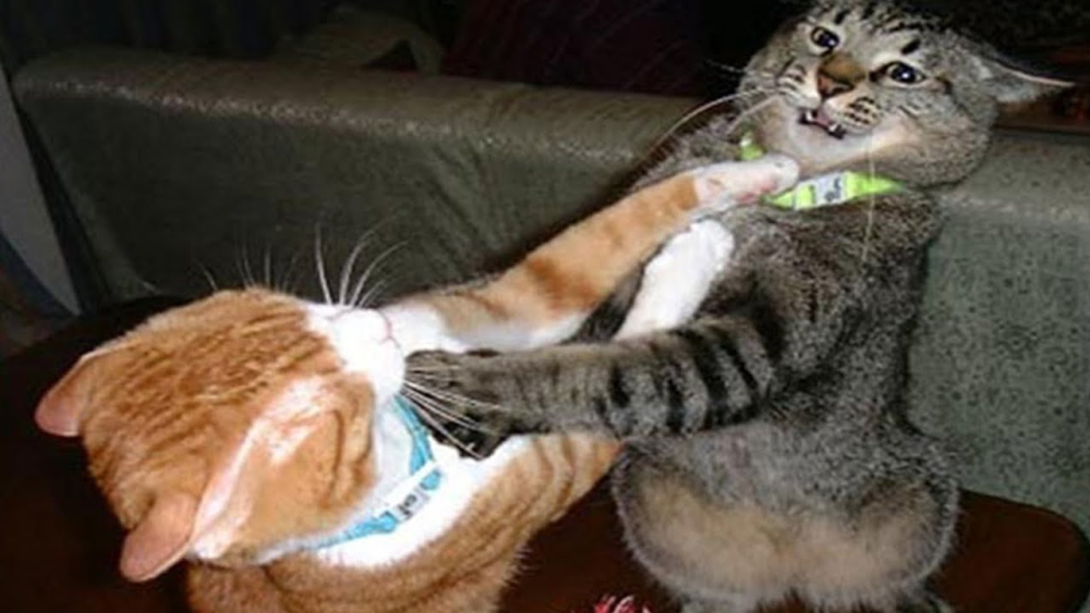 为何猫咪打架时,总喜欢一巴掌呼过去?看完又涨知识了!