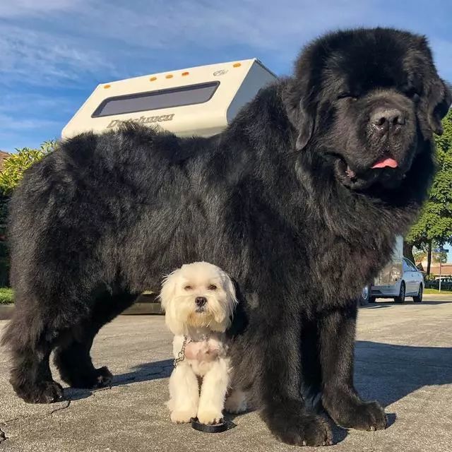 纽芬兰犬,狗狗,幼犬