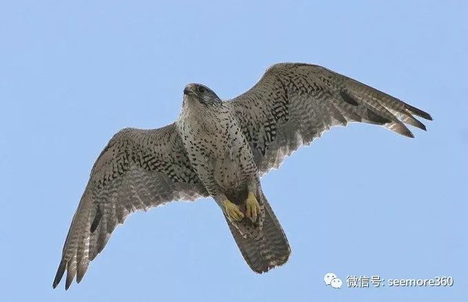 获取了游隼在空中捕食候鸟的俯冲速度,发现游隼当时捕食的速度为140