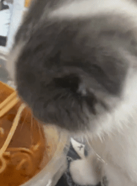 猫咪想偷吃面条,主人以为它不会吃,没想到它还会吸溜