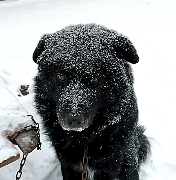 下雪天,主人不让狗狗进屋,狗狗在雪地冷得发抖身上沾满雪