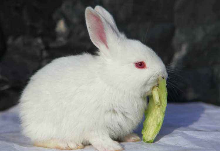 因为我每天都喂兔子吃白菜,趴在旁边的猫咪天天看着"前辈"兔子吃白菜