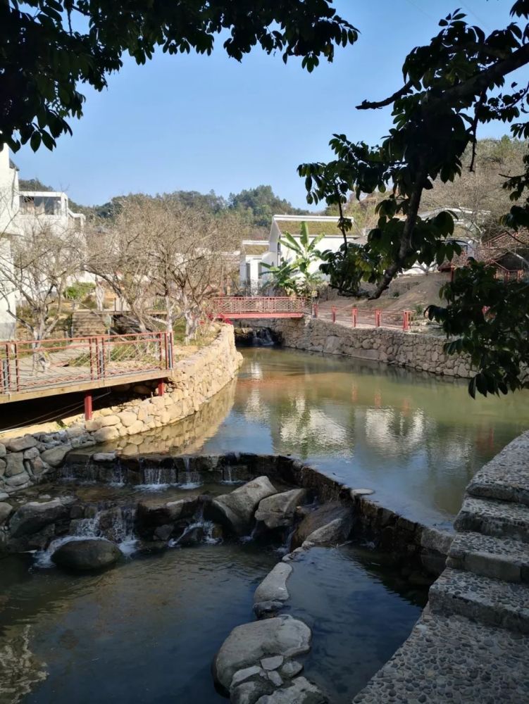 陆河共光万亩梅园暗香浮动