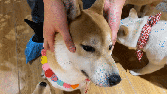 它鼓鼓的嘴巴子可以尽情捏,但不喜欢被摸爪爪,可以抱抱,但估计你抱不