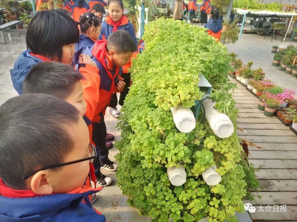 走进港城小学未来农场, 只见几个大棚连成了片, 内部分别栽着 草莓