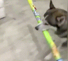 这鱼游得太猛,把脸都撞扁了!