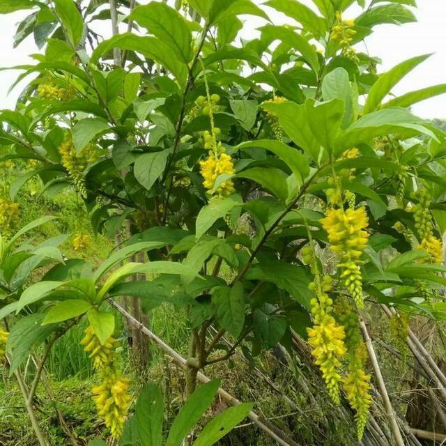 农村山区生长的一种植物,人称"观音串",女人日常泡茶喝特好