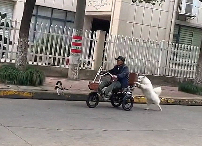 大爷骑车上路,结果电力不够,狗狗跳下车从后面帮忙推真贴心