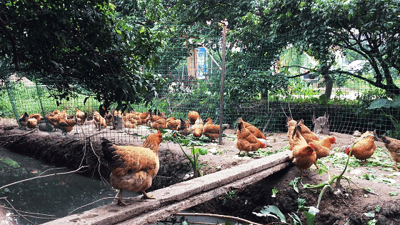 笨鸡,农村,土鸡,散养,养鸡场,肉质