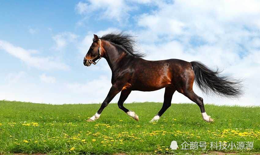 5,汗血宝马