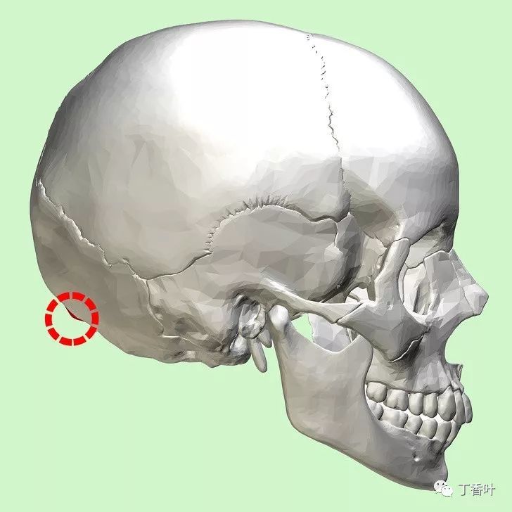 科学家发现,年轻人的后脑勺上长出了不寻常的骨骼结构