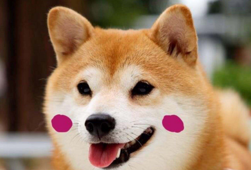 铲屎官该如何区分柴犬和土狗呢?