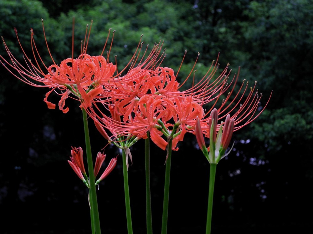 彼岸花的花语?彼岸花的寓意?