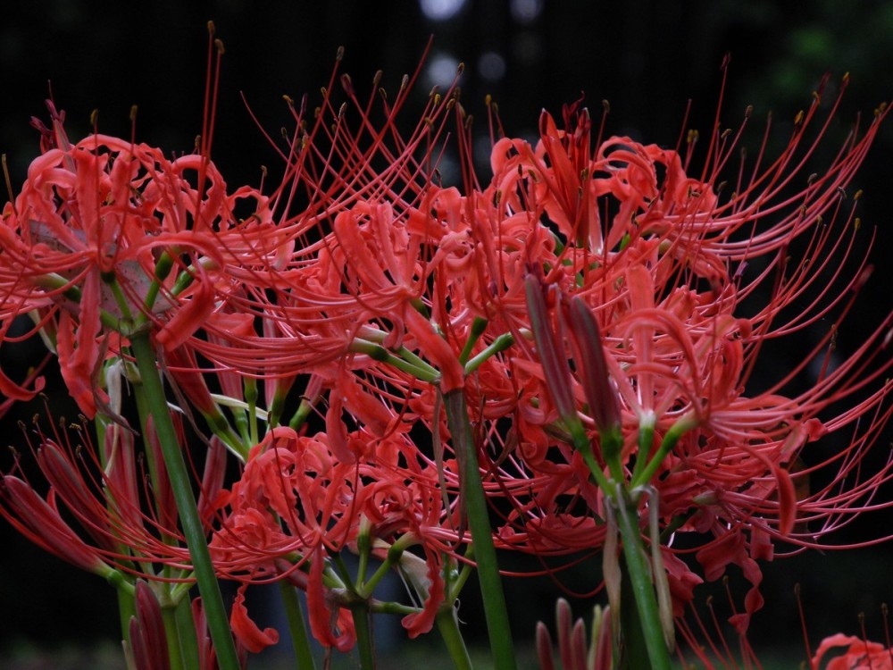 彼岸花的花语?彼岸花的寓意?