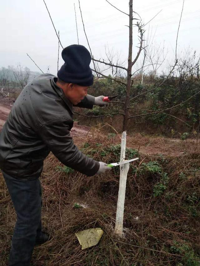 不同阶段的李树,冬剪方法也不同,一个一线经验专家之谈