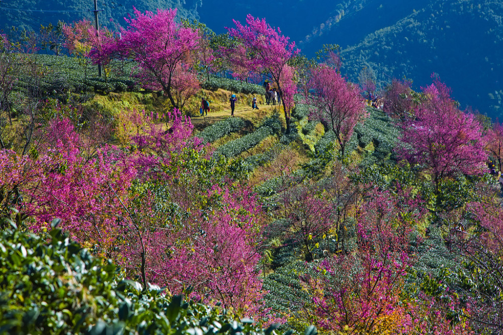 云南大理:无量山樱花谷盛开 成网红地引游人打卡