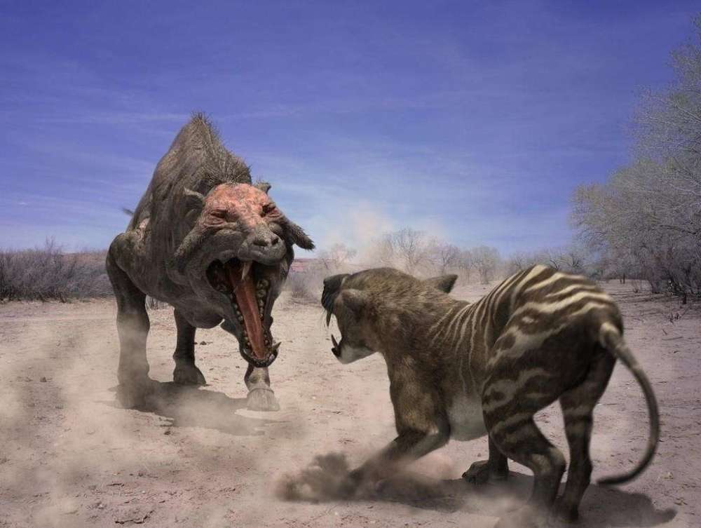 鬣狗的祖先是巨鬣狗,老虎祖先是剑齿虎,狮子的祖先更厉害