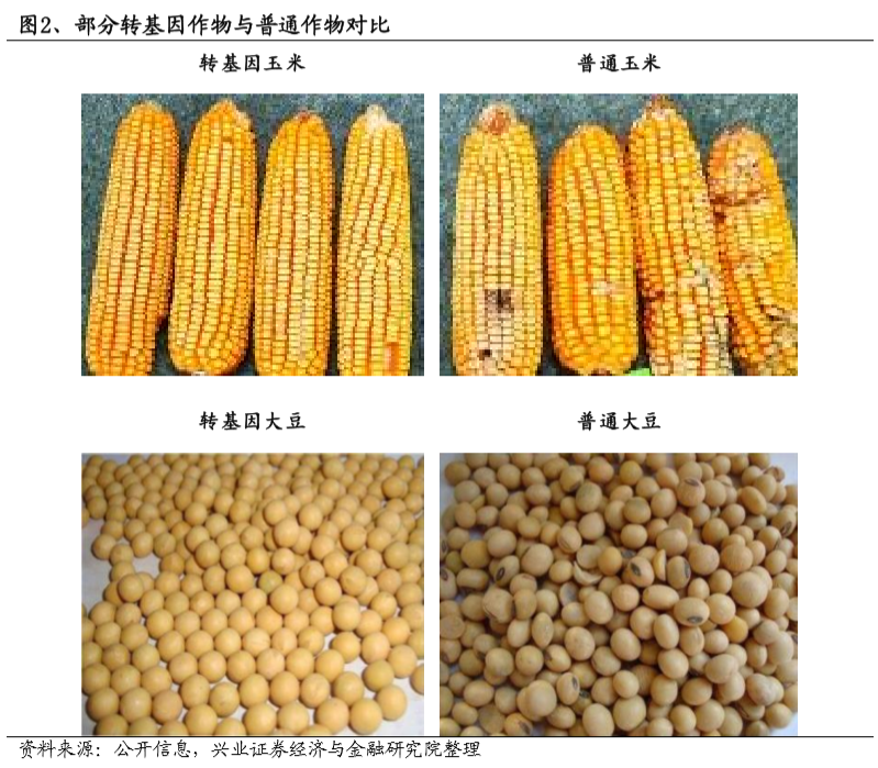 转基因玉米,转基因技术,玉米,龙头,除草剂