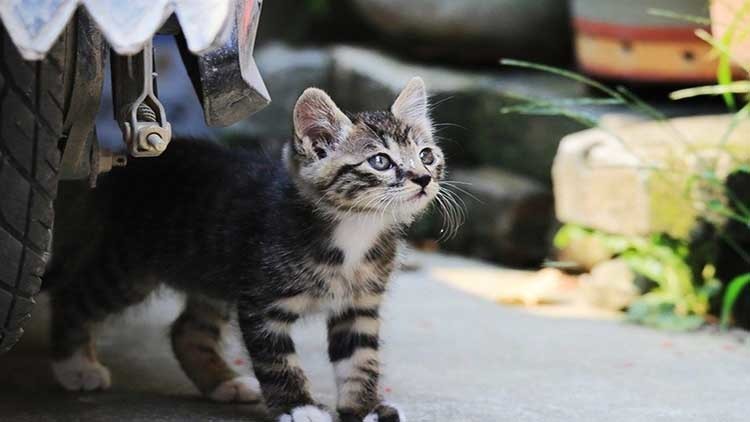 大家对狸花猫的印象怎么样呢你真的了解狸花猫吗?